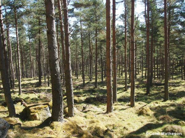 Glen Feardar runnable forest