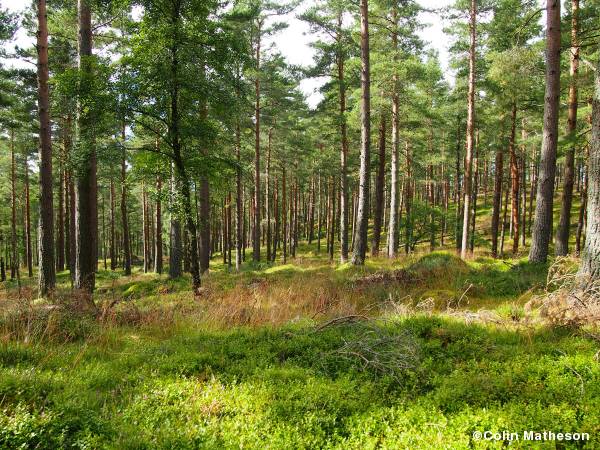 Birsemore lower slopes