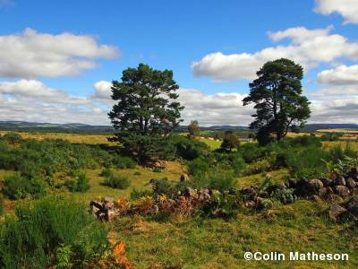 Birsemore out of the forest