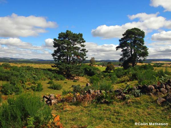 Birsemore out of the forest