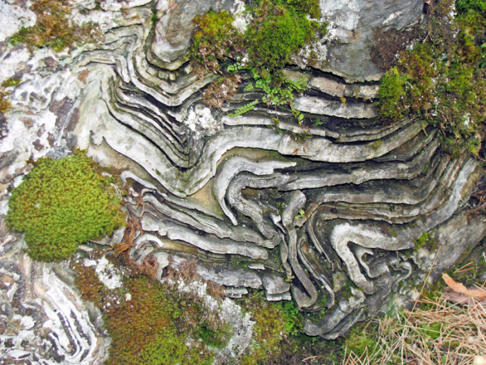 These crumpled rock layers graphically illustrate the compressive forces created by colliding continents (see text).