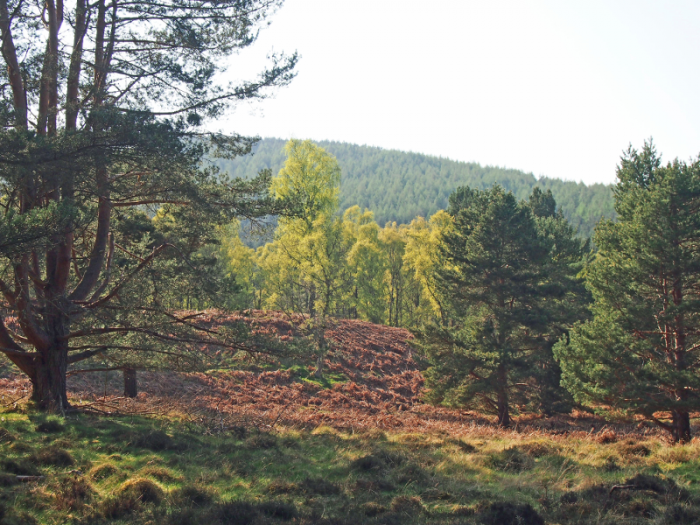 A low mound of sand and gravel with the granite ridge of Birsemore Hill in the background.