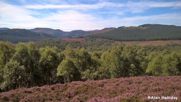 Glen Feardar moor and forest
