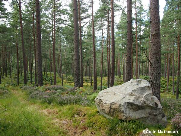 Glen Tanar open terrain