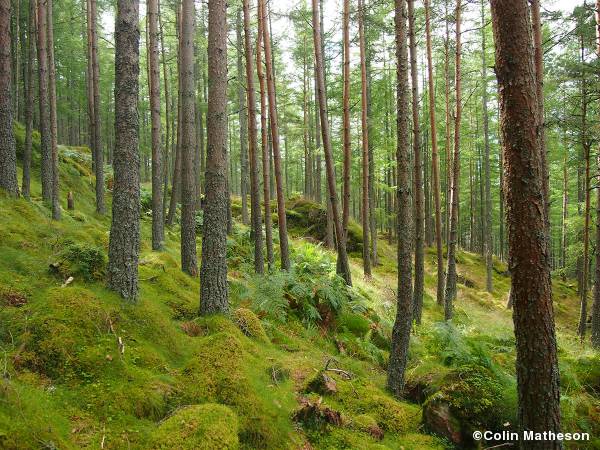 Glen Tanar steep terrain