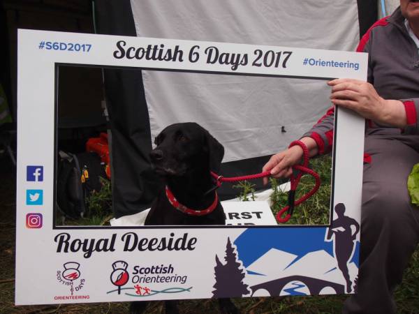 Red Cross Rescue Dog